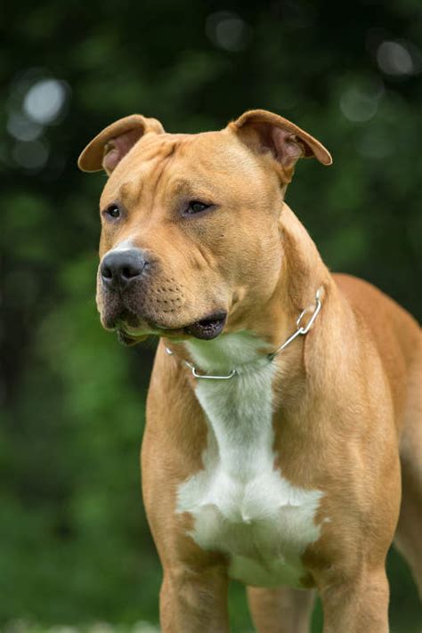 Staffordshire Bull Terrier Dogs