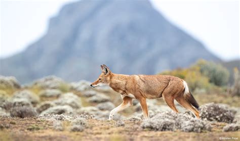 Ethiopia for the Wildlife Photographer - ORYX Photo Tours