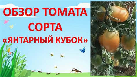 ОБЗОР ТОМАТА СОРТА ЯНТАРНЫЙ КУБОК - YouTube