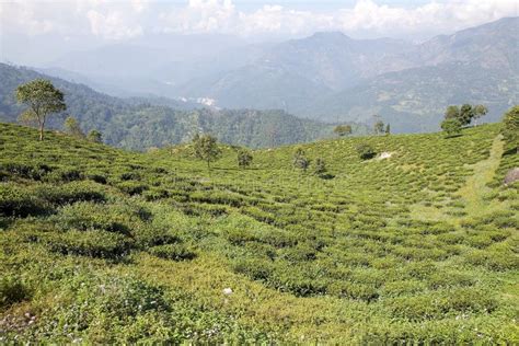 Darjeeling tea stock photo. Image of break, afternoon - 12541534