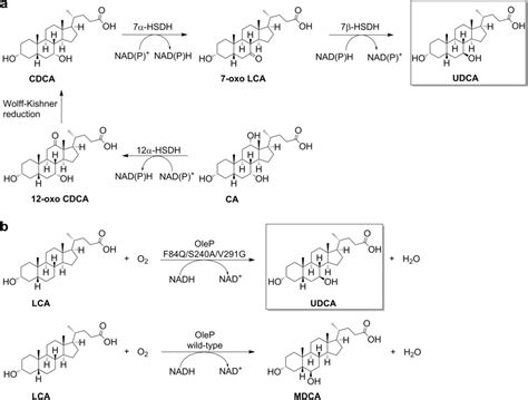 Engineering Regioselectivity Of A P Monooxygenase Enables The