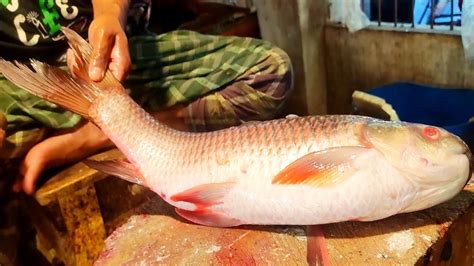 Rohu Fish Cutting Skills Export Live In India Bd Fish Market YouTube