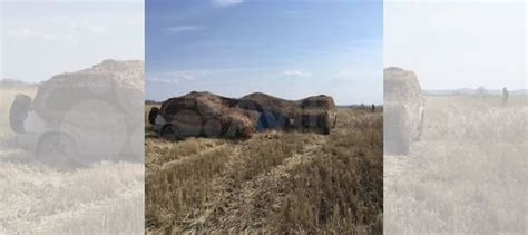 Маскировочная сеть камыш купить в Москве с доставкой | Хобби и отдых ...