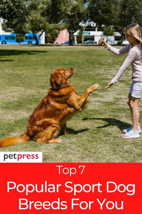 Top 7 Popular Athletic Sport Dog Breeds for an Active Family