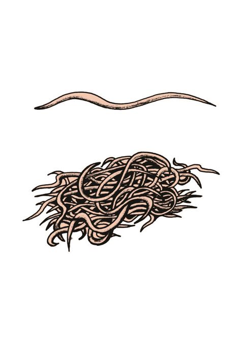 Intestinal Parasites | Africa AHEAD