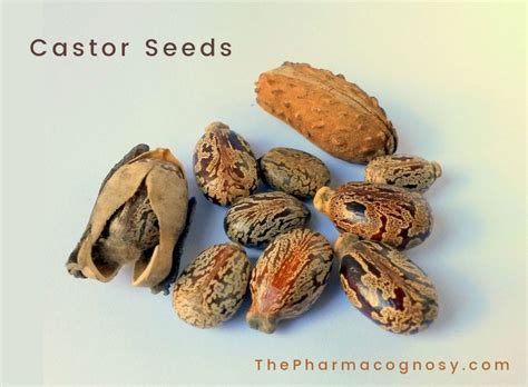 Castor Seeds: Uses, Botanical Source, Characters, and Chemical Constituents