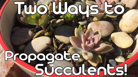 Two Ways To Propagate Succulents Youtube