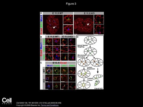 Cdc42 Mediated Tubulogenesis Controls Cell Specification Ppt Download