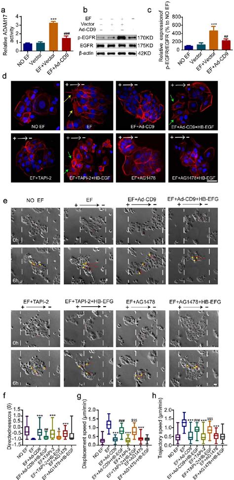 Cd9 Controlled F Actin Polarization Of Leader Cells By Negatively