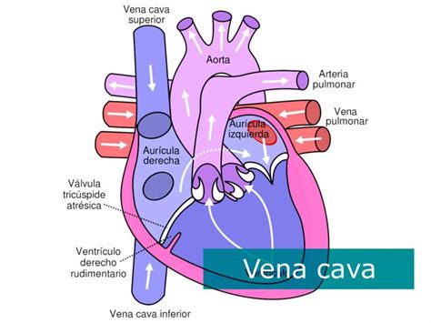 Qué Son Las Venas Tipos Y Características Medivaric México