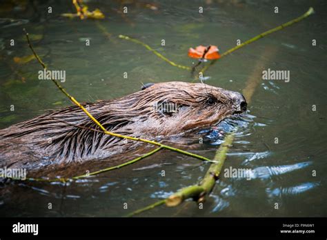 Beaver Den Hi Res Stock Photography And Images Alamy