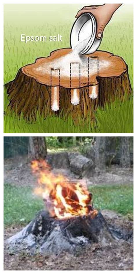 Easiest Way To Remove A Tree Stump Yourself Painlessly Video DIY