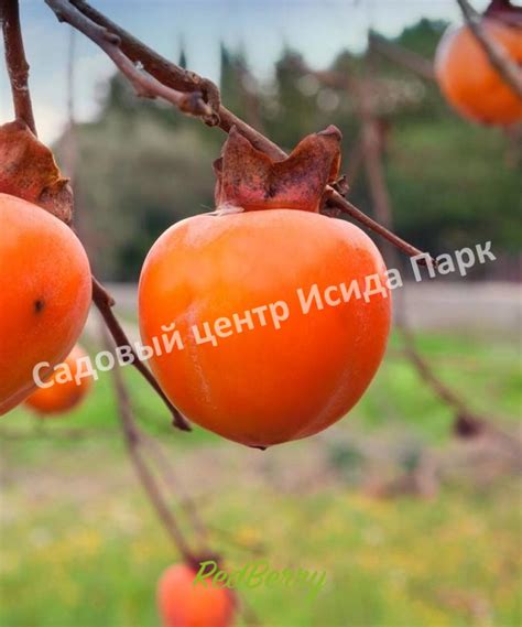 Хурма Бычье сердце саженцы купить в Москве и Подмосковье в питомнике
