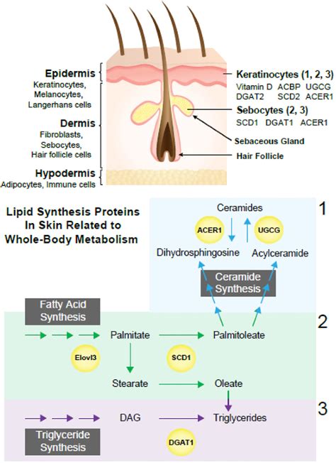 Figure 1 From A Discussion On The Relationship Between Skin Lipid