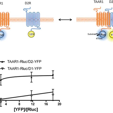 Bioluminescence Resonance Energy Transfer Bret Epac Biosensor For Download Scientific Diagram