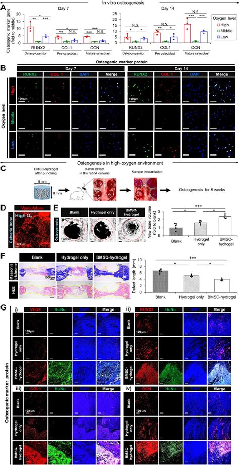 Osteogenesis Of Bmscs In A High Oxygen Environment A And B We