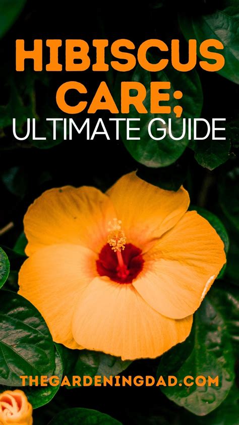 Ultimate guide to indoor hibiscus care – Artofit