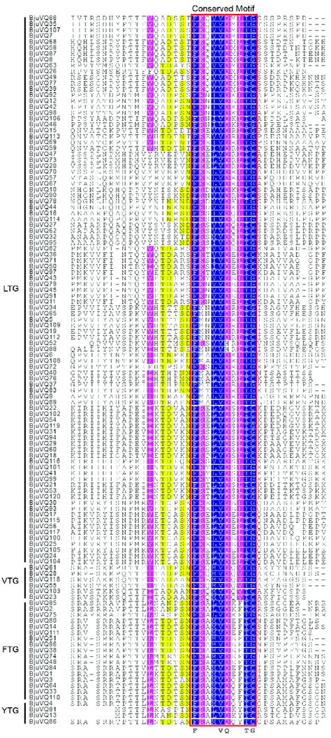 Multiple sequence alignment of the VQ domain of the 120 VQ proteins in ... 