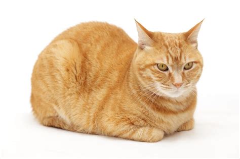 13 Orange Cat Breeds That Are Too Cute To Ignore - LOL Cats