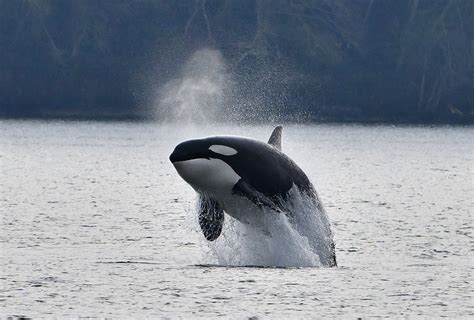 Orcas in Puget Sound | Backcountry Gallery Photography Forums