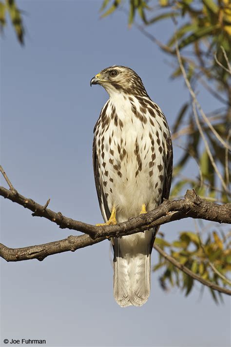 Broad-winged Hawk – Joe Fuhrman Photography