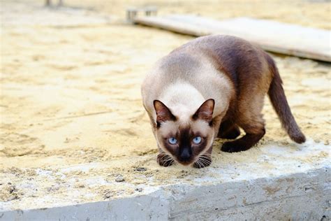 12 Cute Siamese Cat Names You’ll Love I Discerning Cat