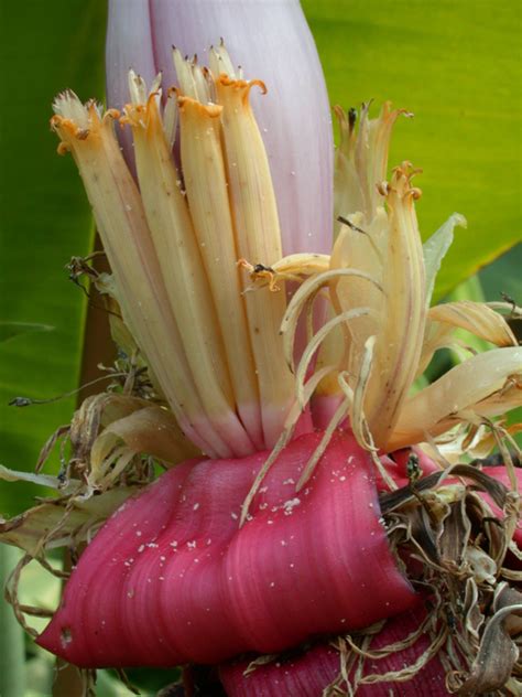 12 Top Health Benefits Of Banana Flower Hb Times