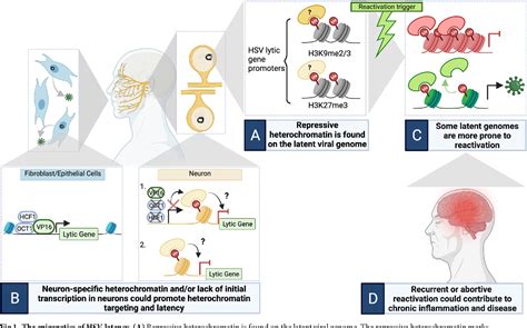 [PDF] Key questions on the epigenetics of herpes simplex virus latency ... 