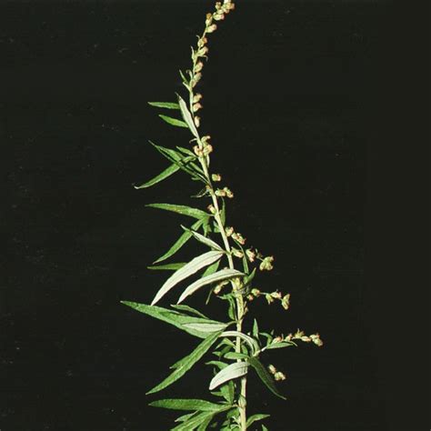Полынь обыкновенная (Artemisia vulgaris L) - Пестициды.by - средства ...