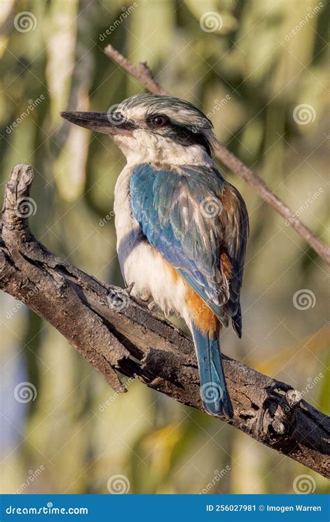 Red Backed Kingfisher In Queensland Australia Stock Image Image Of