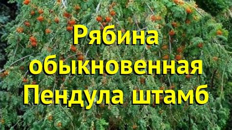 Рябина обыкновенная на штамбе пендула штамб. Краткий обзор, описание ...