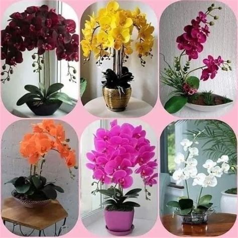 Pin De Angelica Uteixeira En Bouquets Arrangements With Flowers Plantas