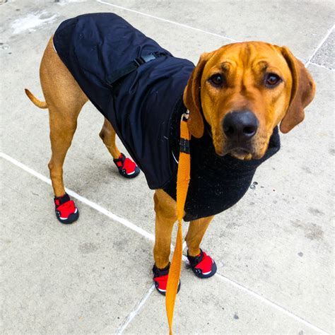 10 Durable Winter Dog Boots To Protect Your Pups Paws All Season