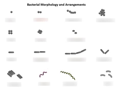 Bacterial Morphology Diagram Quizlet