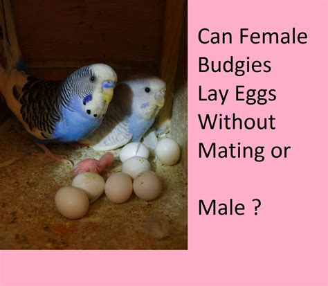 Budgies Mating Laying Egg