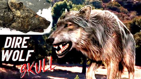 🎥 Biggest Wolf In The World Ever Recorded 🐺 Dire Wolf Skull 🐺 Biggest