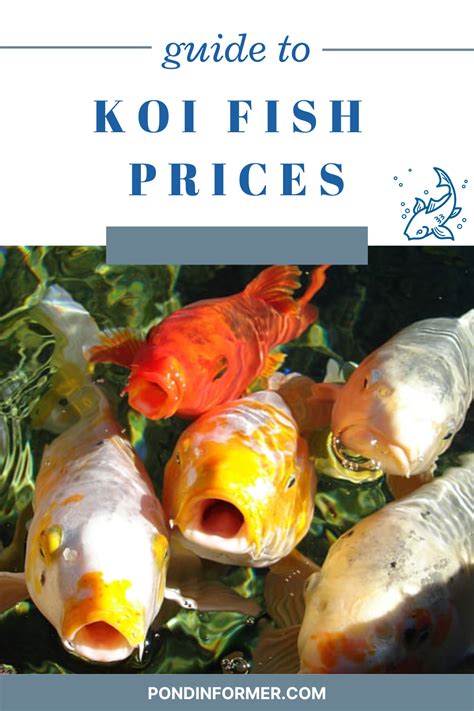 How Much Are Koi Fish Worth Koi Price Chart Artofit