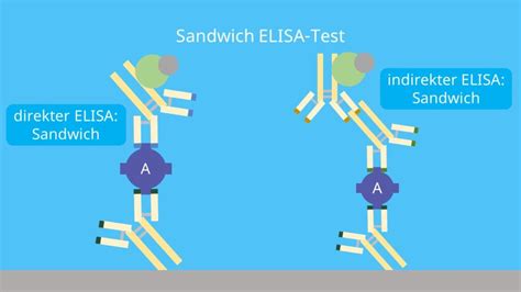 ELISA Test einfach erklärt und Methode mit Video