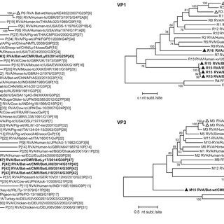 Phylogenetic Trees Of Full Length ORF Nucleotide Sequences Of RVA VP7