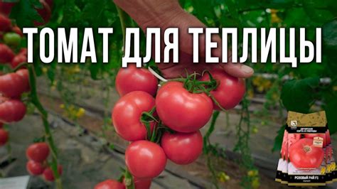 Лучший урожайный крупноплодный томат для теплиц. Новинки семян томатов ...