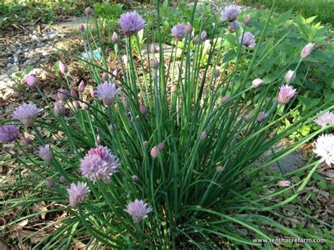 5 Reasons To Grow Chives In The Garden Tenth Acre Farm