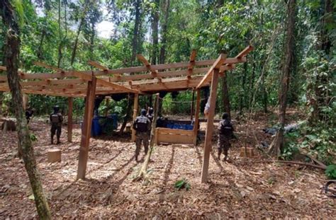 Fuerzas Armadas Asegura 95 Mil Plantas De Coca En Olancho El