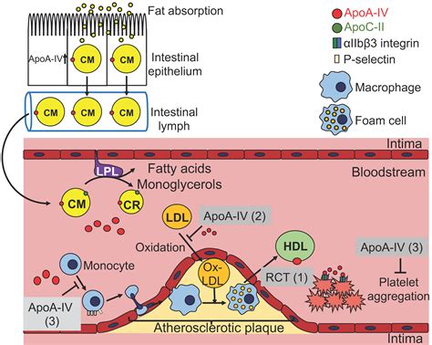 Cells Free Full Text Apolipoprotein A Iv A Multifunctional Protein