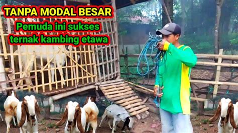 Ternak Kambing Etawa Tanpa Modal Besar Peternak Muda Youtube