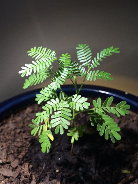 Mimosa tenuiflora (44 фото) » НА ДАЧЕ ФОТО