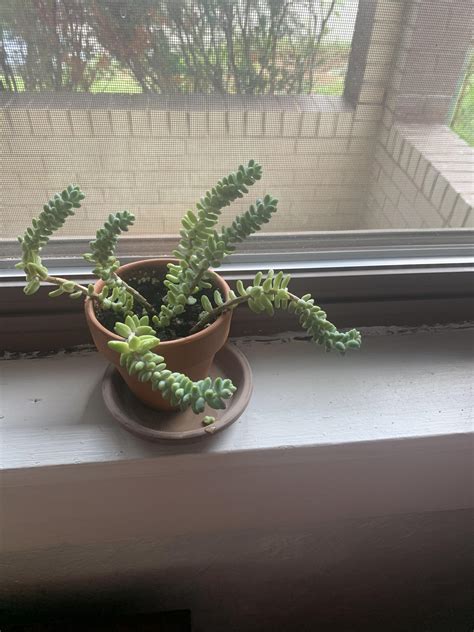 My Burros Tail Is A Jack Ass R Succshaming