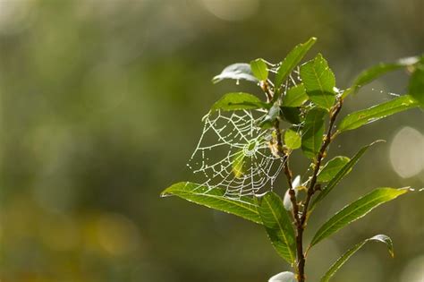 Premium Photo Spider Web In Dew Drops