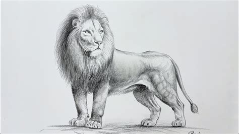 Pencil Drawings Of Lions