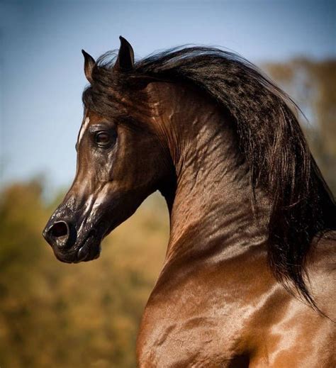 LArabe La tête dun cheval Arabe Horses Arabian horse Horse breeds