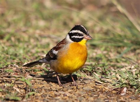 Желтобрюхая овсянка (Emberiza flaviventris) - Picture Bird